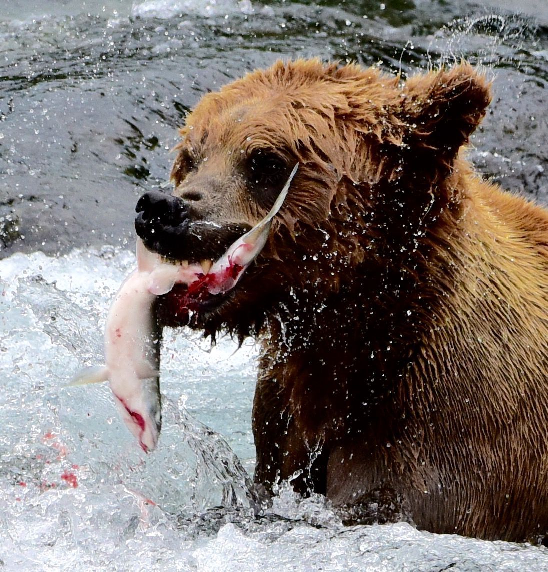 Lunchtime in Alaska
